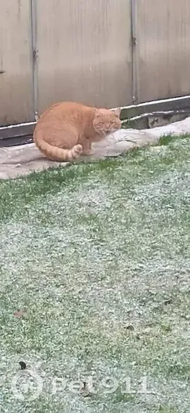 Рыжий кот на Прионежской улице, Карелия - photo