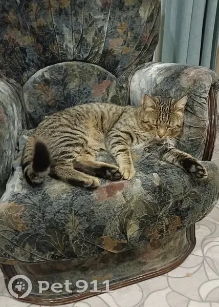 Кот найден в Павловке, Подгородне-Покровский - photo