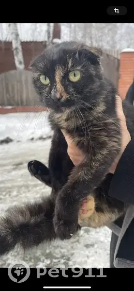 Найдена кошка, 1-я Горная ул., 5А, Новоабзаково - photo