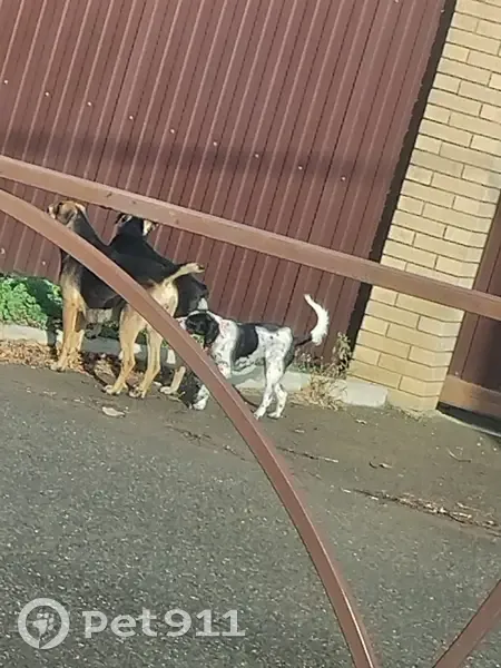 Собака найдена: ул. Ленина, 6, Михайловск - photo