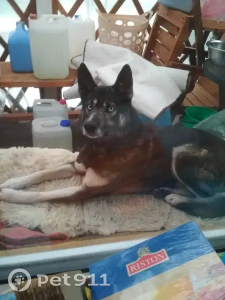 Пиньгуба: Найдена собака, 86К-213 - photo