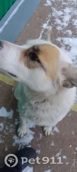 Собака найдена на Ремстройдормаш, Уфа - photo