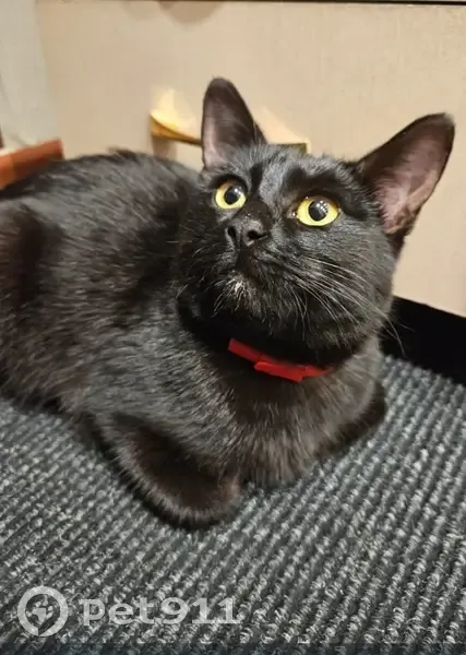 Кошка найдена: ул. Энгельса, 59, Советск - photo