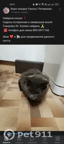 Кошка найдена на ул. Говорова, 35, Томск - photo