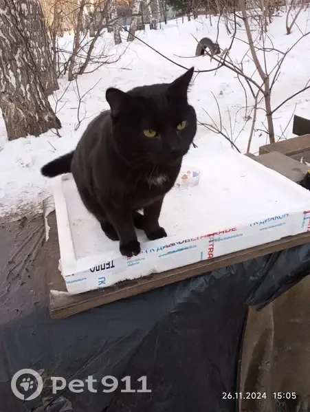 Кошка найдена, пр. Мира 17, Томск - photo