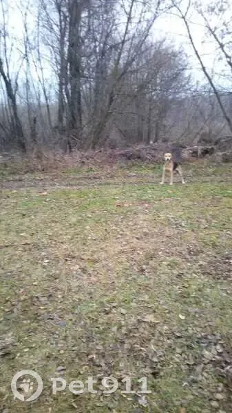 Собака найдена: д. Казанка, ул. Набережная - photo