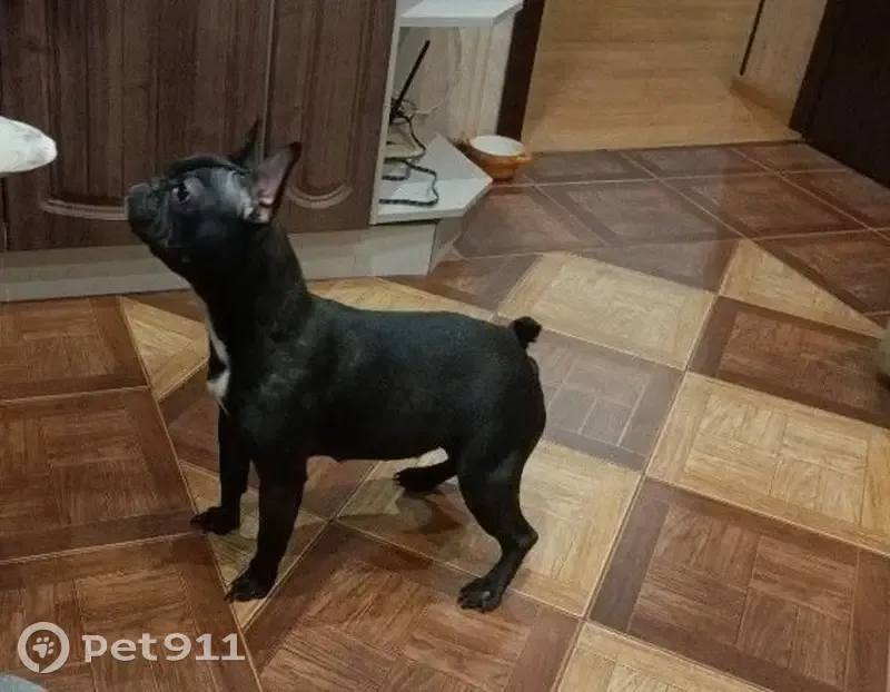 Собака найдена: Фронтовиков 6/1, Оренбург - photo