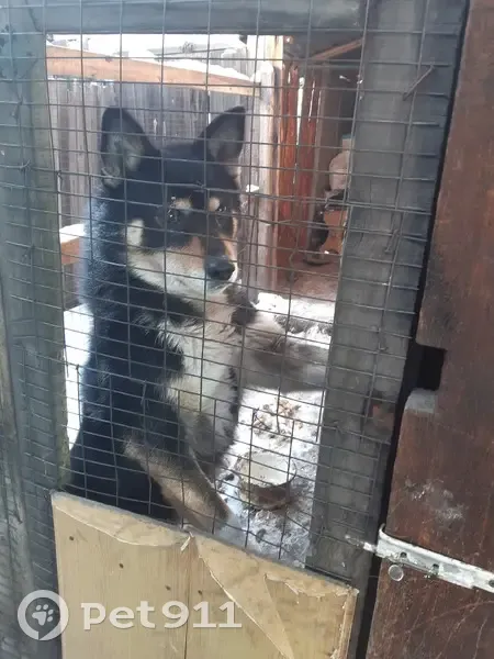 Пропала собака на Вокзальной улице, Горхон - photo