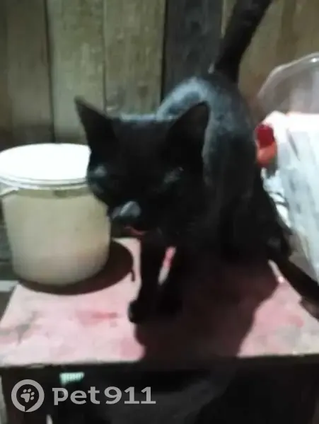 Найдена чёрная кошка, Совхозная 14, Медное - photo