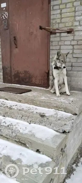 Пропала собака, Вокуева 1, Ловозеро - photo