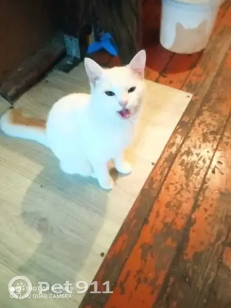 Белая кошка найдена на ул. Клары Цеткин, 12 - photo