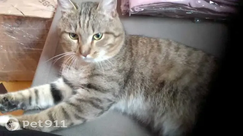 Красивая кошка найдена у Ленина 159 - photo