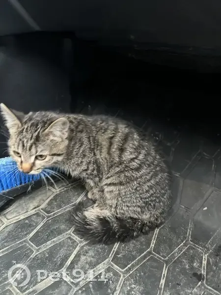 Котёнок найден: Томск, Аэропорт - photo