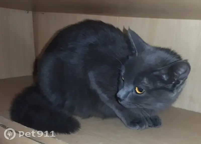 Пропала кошка, ул. Ладо Кецховели, 58 - photo