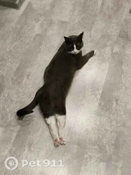 Серый кот найден на ул. Спортивной, Долгопрудный - photo