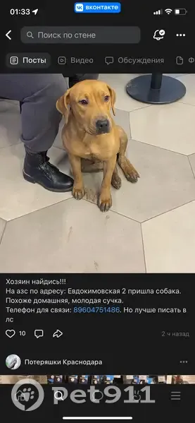 Собака найдена на АЗС, Евдокимовская ул. - photo