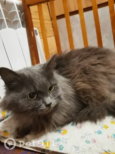Кошка найдена: Лесная ул., 12, Каменники - photo