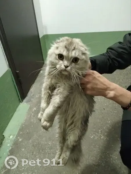 Найдена кошка, ул. Труда 24, Челябинск - photo