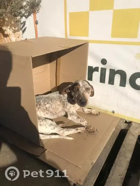 Такса найдена на АЗС, пл. Героев 1, Новый Афон - photo