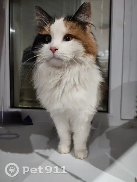 Кошка найдена на Чернореченской, Дзержинск - photo