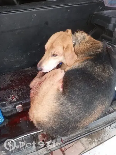 Русская гончая найдена: 46К-5361, МО - photo