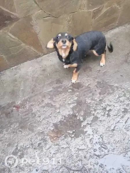 Собака найдена: Октябрьская ул., Красный Десант - photo