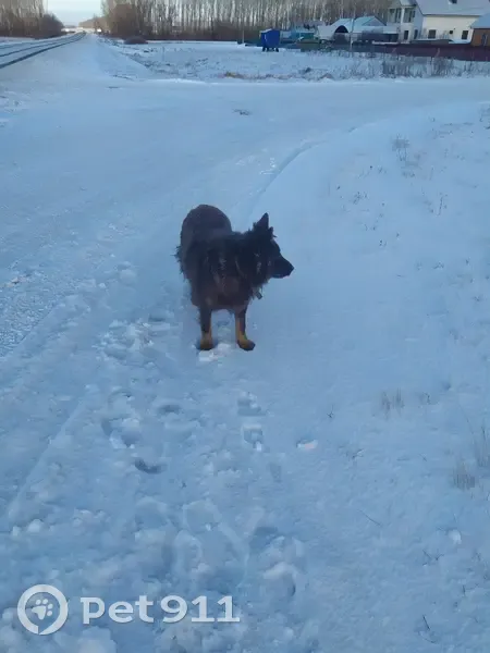 Собака найдена, Набережная ул., Шарипово - photo