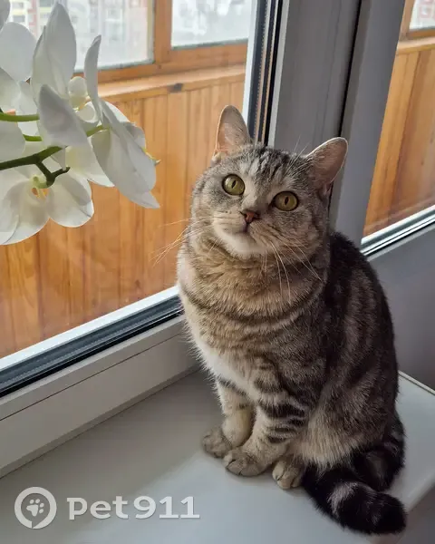 Кошка найдена на Сибирской, 102, Томск - photo