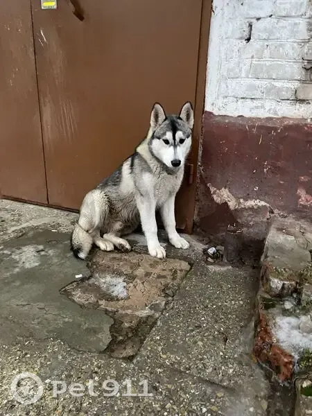 Собака найдена у магазина 