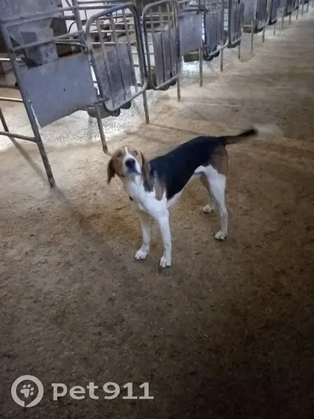 Собака найдена, Центральная ул., Пристень - photo