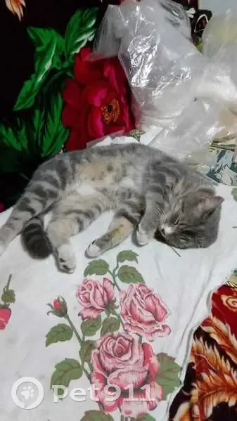 Кошка найдена: ул. Химиков 32, Лобва - photo