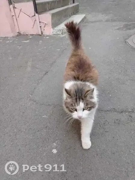 Кошка найдена в подвале, Приморский край - photo