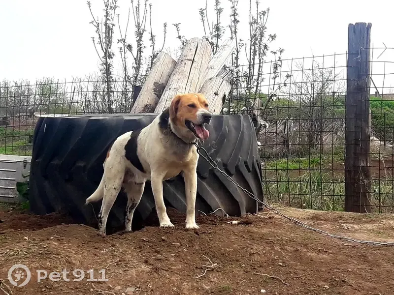 Пропала собака, Новая ул., Марьевка - photo