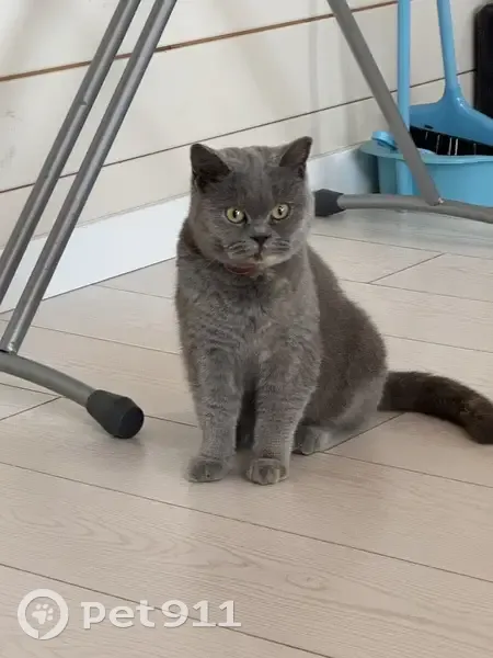 Кошка найдена: Юбилейная 6, Вольно-Надеждинское - photo