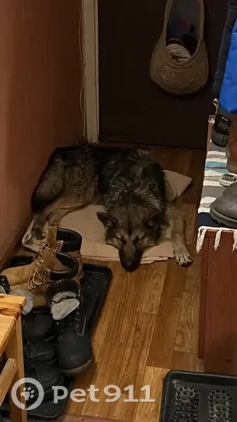 Собака найдена: Просторная ул., 15 к2, Москва - photo