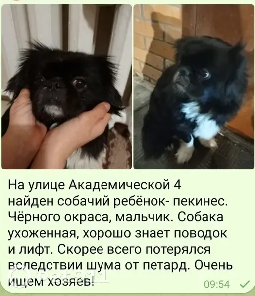 Пекинес найден у подъезда, Академическая 4 - photo