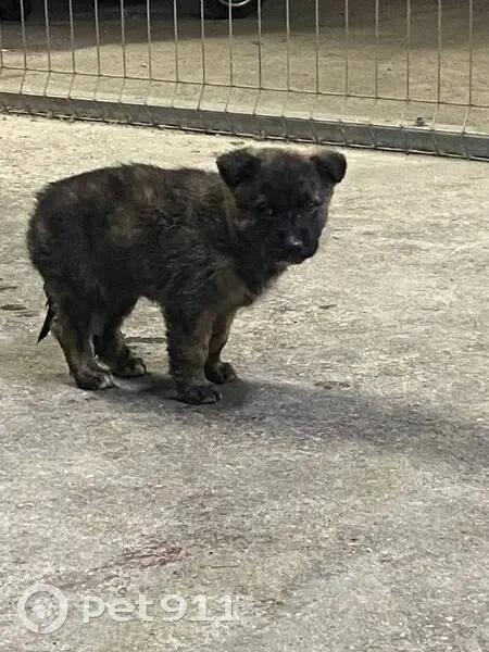 Найдена собака, Верхняя Пышма - photo