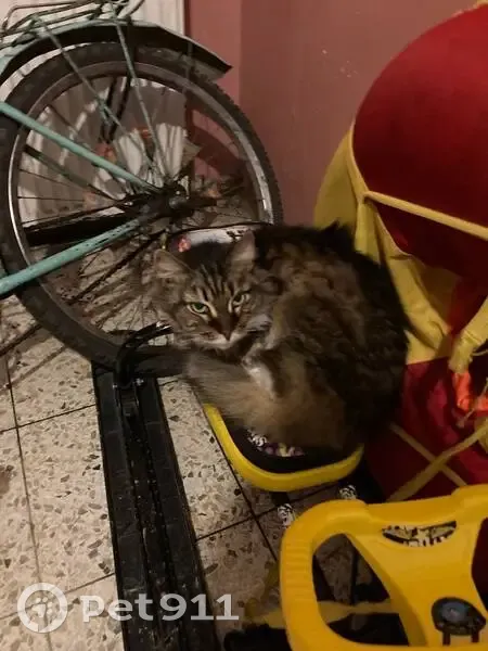 Кошка ищет дом, 29Н-037, Шайковка - photo