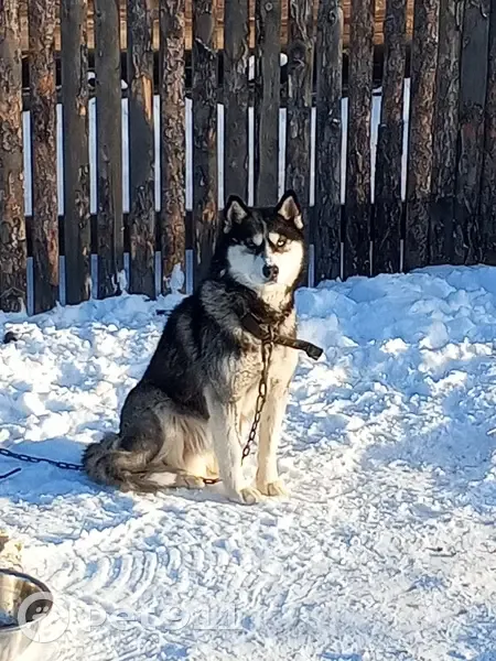 Хаски найдена у магазина, Ленина 23 - photo