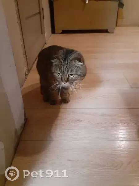 Кошка найдена, Потюкановский с/с, НСО - photo