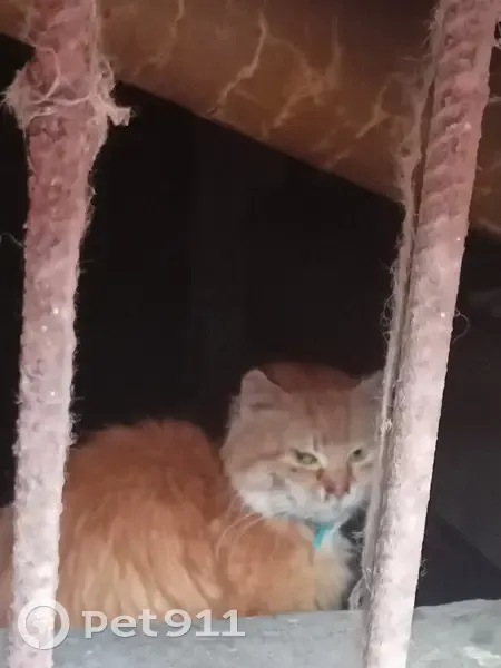 Кошка найдена: пр. Кулакова, 25А, Курск - photo