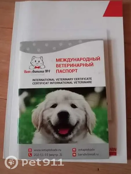 Пропала собака, Приморский край - photo