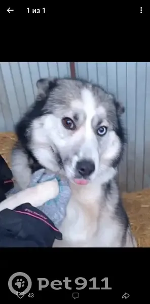 Собака найдена: Черемшан, Татарстан - photo