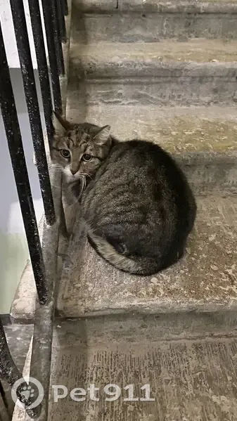 Кошка найдена на ул. Блохина, СПб - photo