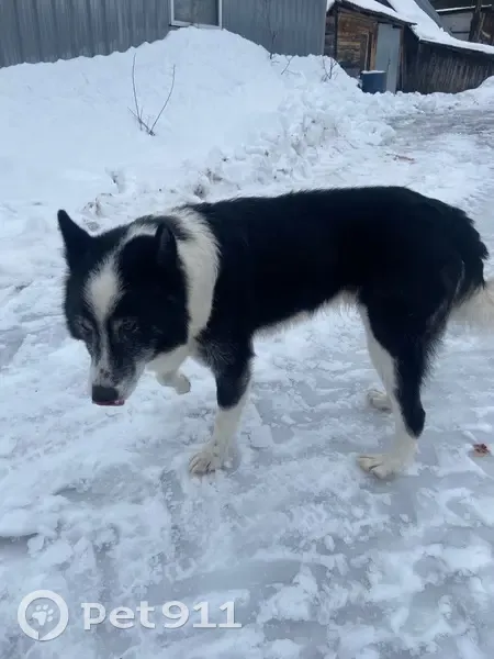 Собака найдена в Санхар, Владимирская обл. - photo