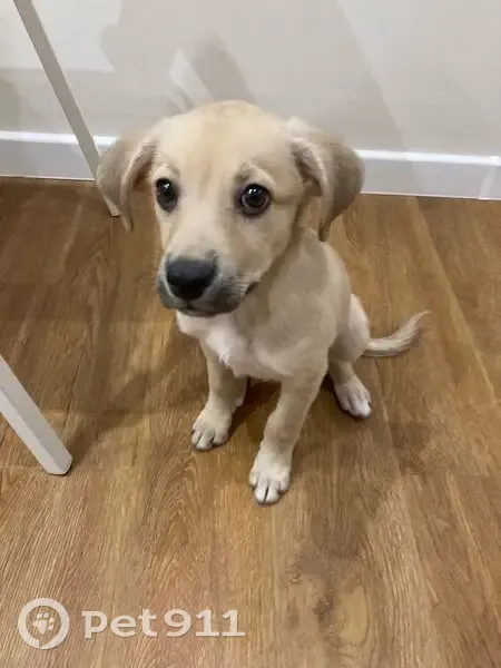 Найдена собака, Вост.-Кругликовская 46/2 - photo