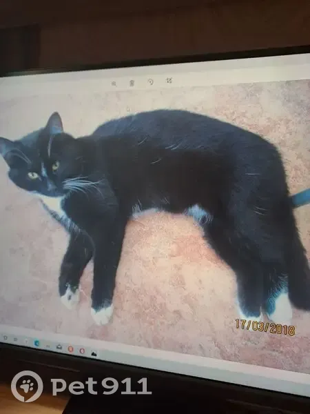 Пропал кот, Курманаевская 41, Бузулук - photo