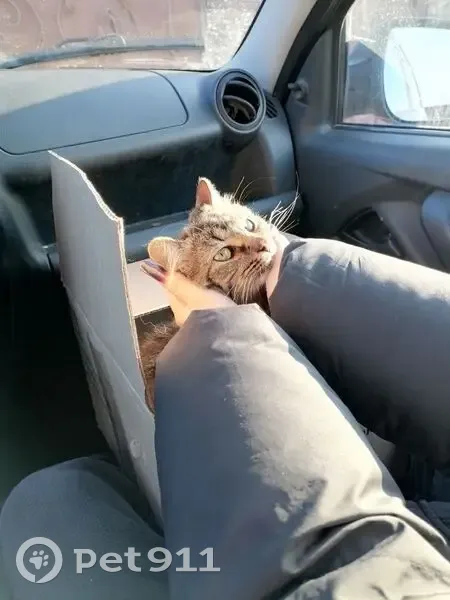 Пропала кошка, Тольятти, Самарская обл. - photo