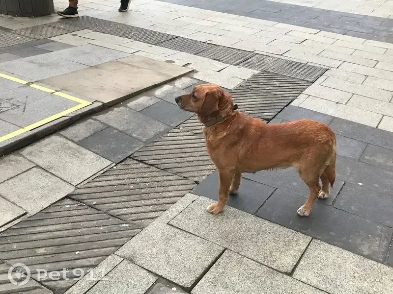 Найдена собака, Покровская ул., Москва - photo
