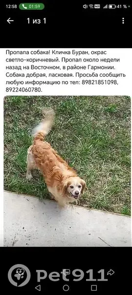 Пропала собака, Нягань, Интернациональная 106 - photo